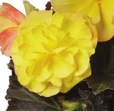 begonia_icandydeepyellow.jpg