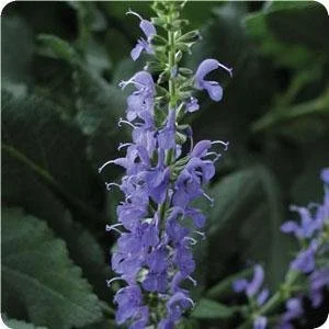 salvia_bluehill.jpg