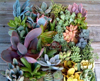 succulent_mix.jpg