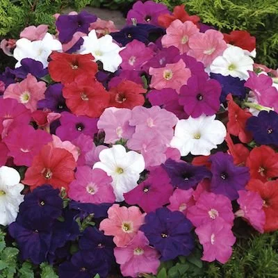 petunia-mambo-mix.jpeg