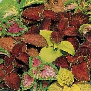 coleus_wizardmix.jpg