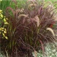 pennisetum_rubrum.jpg