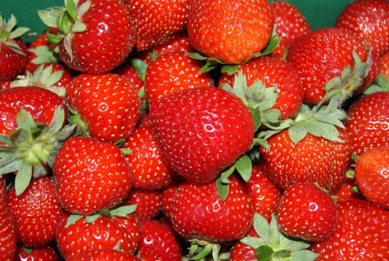 Flavorfest-Strawberries-Plants-hand-picked-nursery-veteran-owned-live-plants_800x.jpg.webp