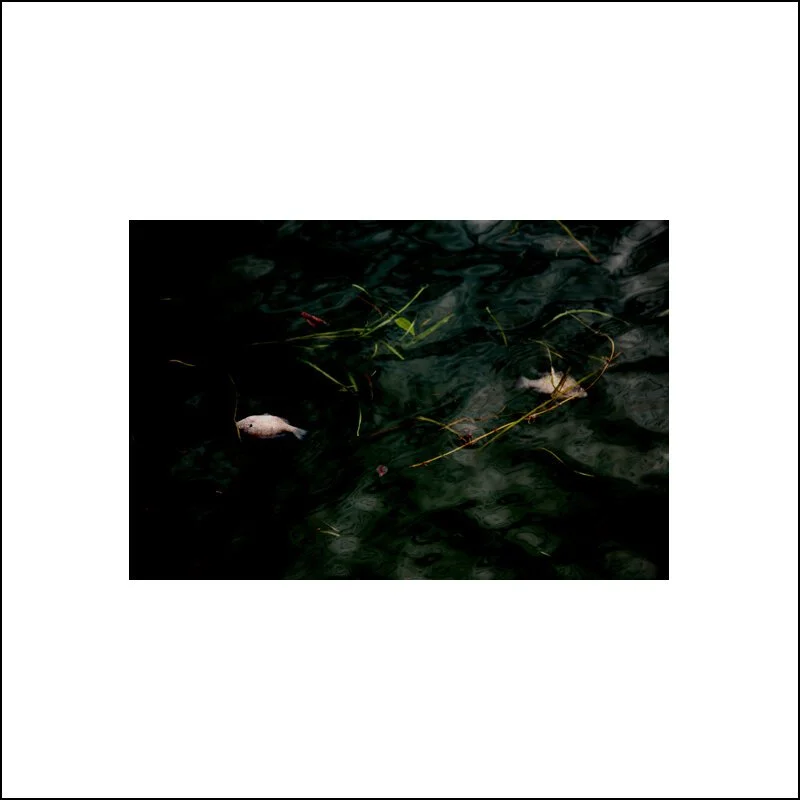 800x+Nature+Morte+1 copy.jpg