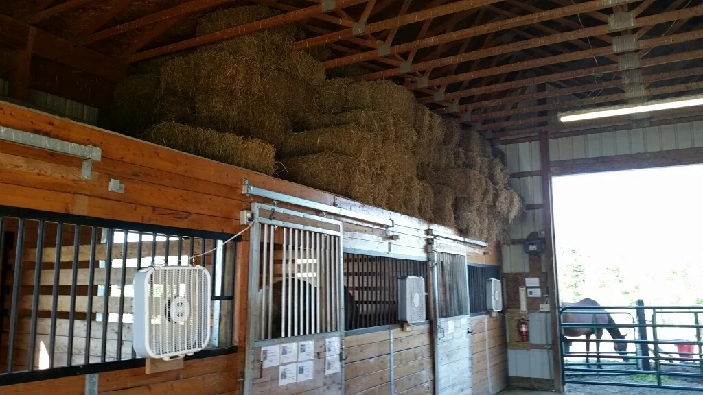 The care and maintenance for horses taken into our rescue averages about $8.50 per day for grain, hay, farrier care, bedding and other ongoing costs. Consider making a monthly donation to help with their care. .