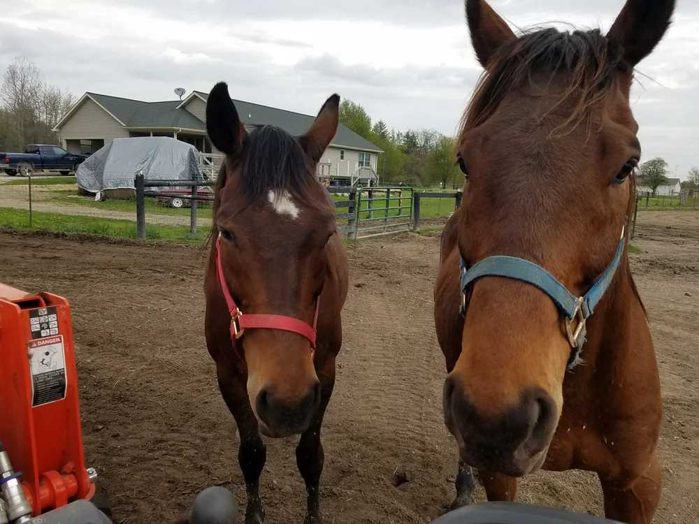 Donate — Beyond The Roses Equine Rescue & Retirement