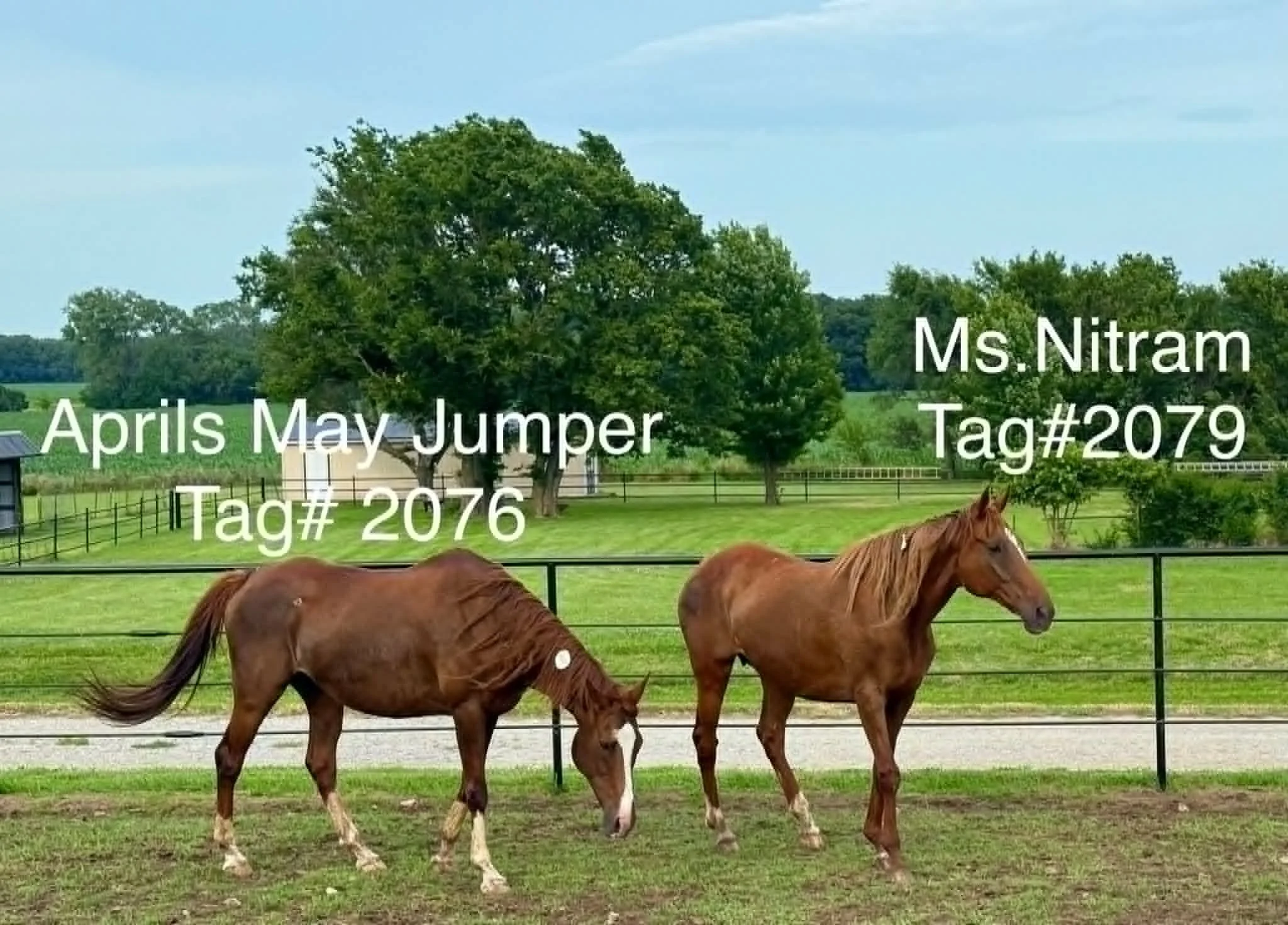 2076 tag.jpg