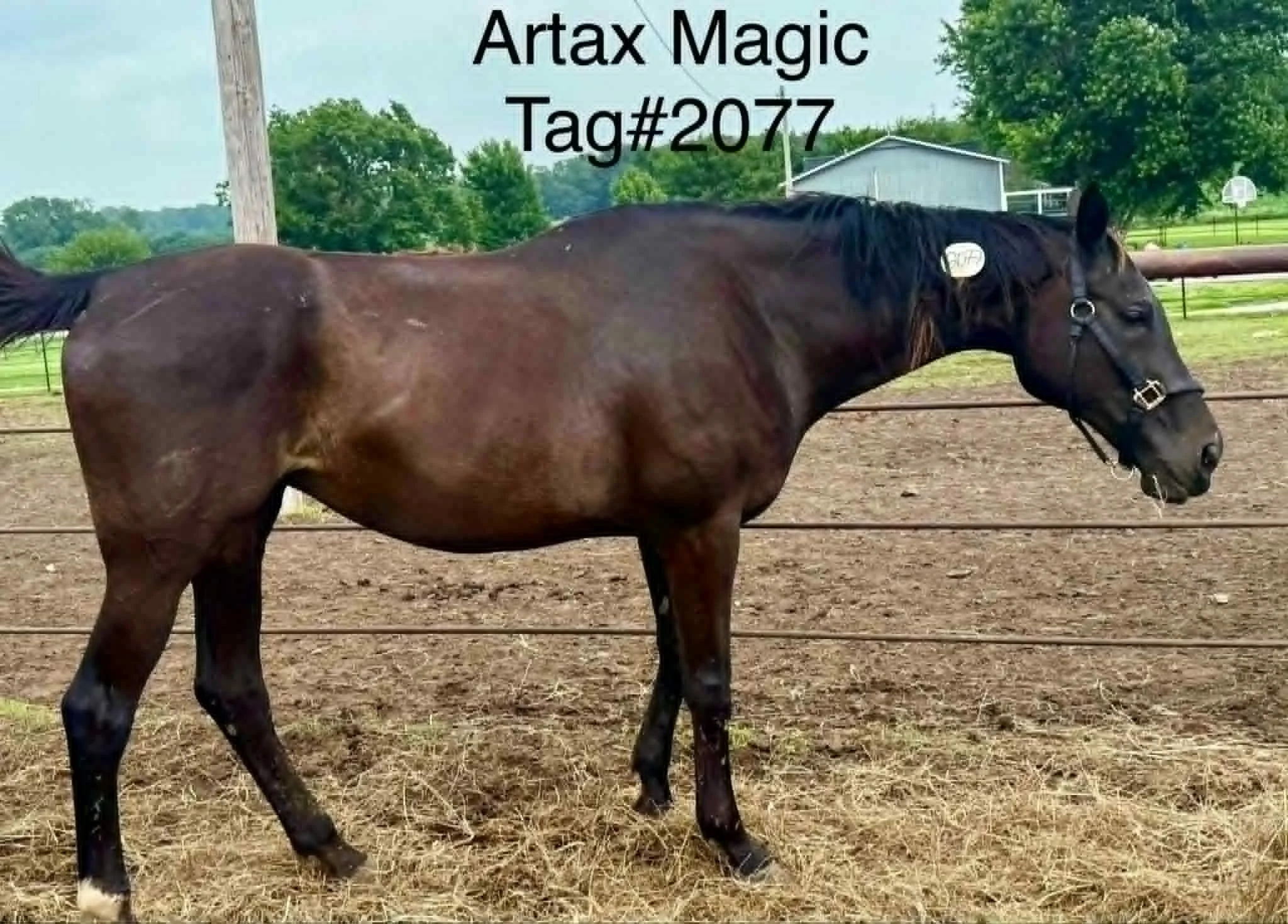 2077 tag.jpg