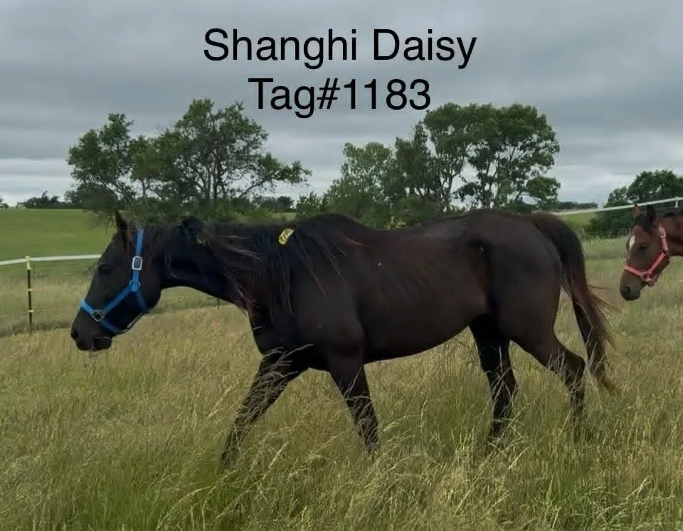 1183 tag.jpg