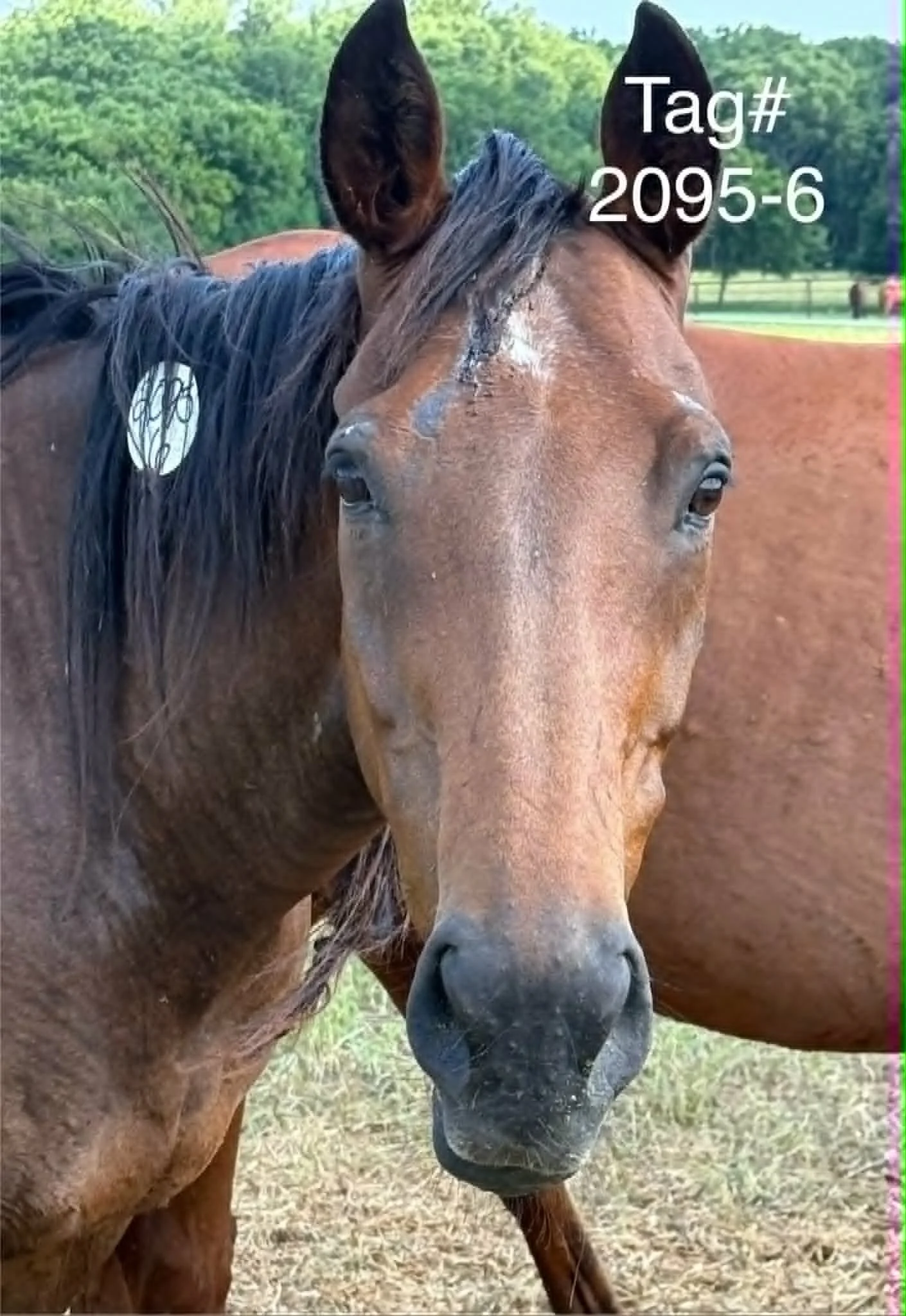2095-6 tag.jpg