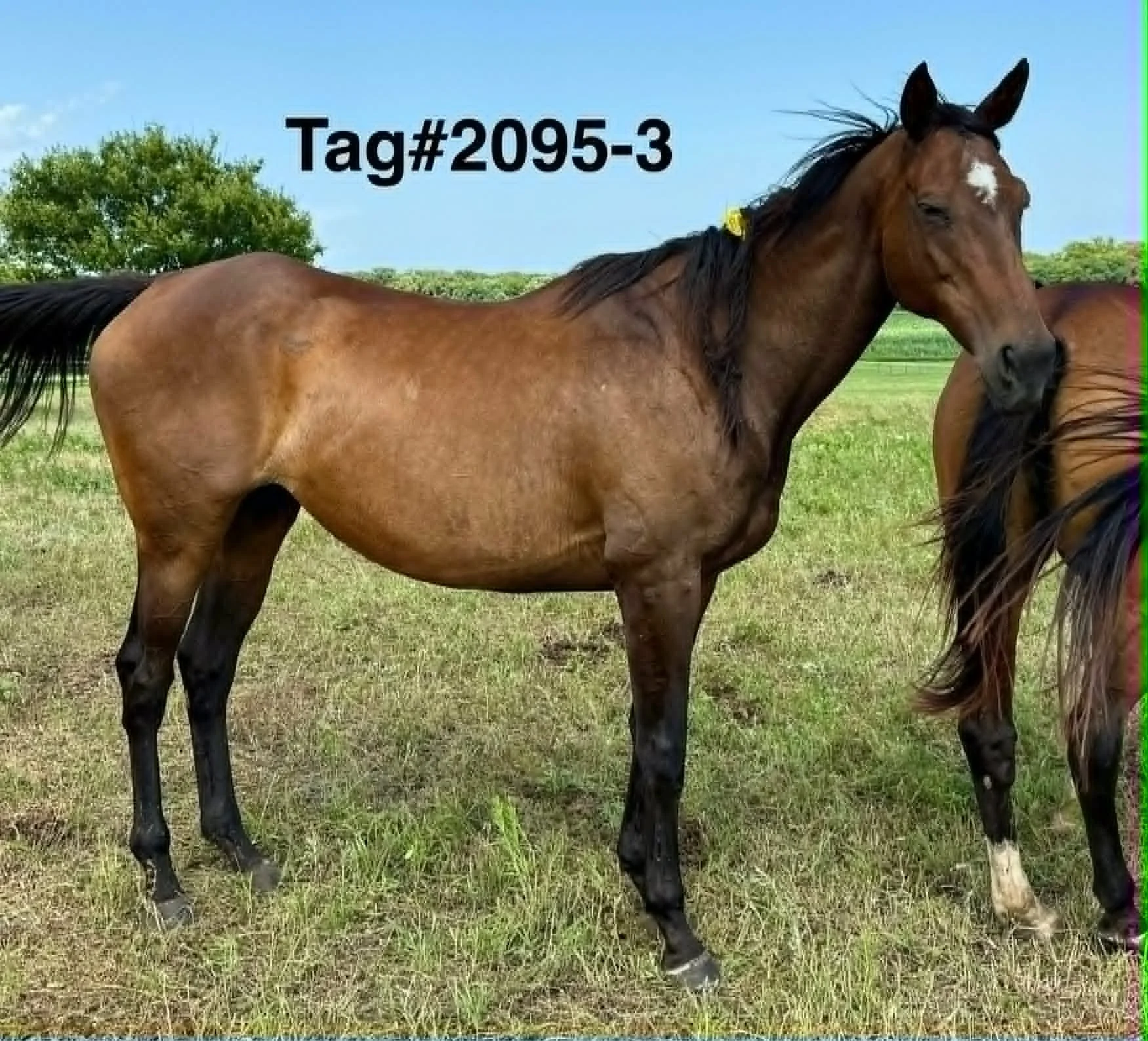 2095-3 tag.jpg