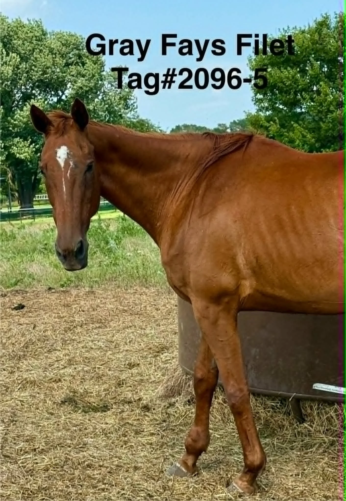 2096-5 tag.jpg
