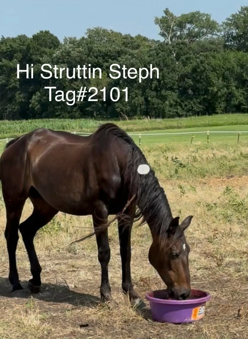 2101 tag.jpg