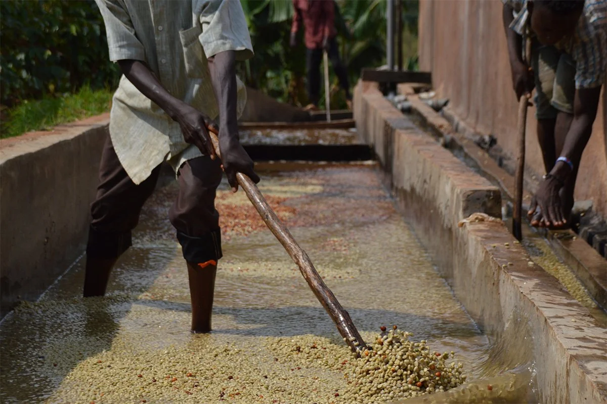 Burundi-Kawa-Zamurabawe-Station-Washed-Processed.jpg