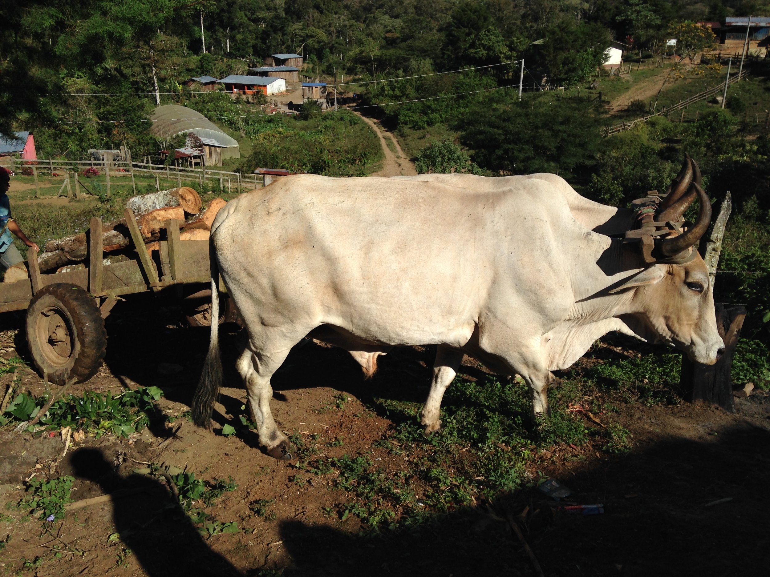 oxen 2.JPG