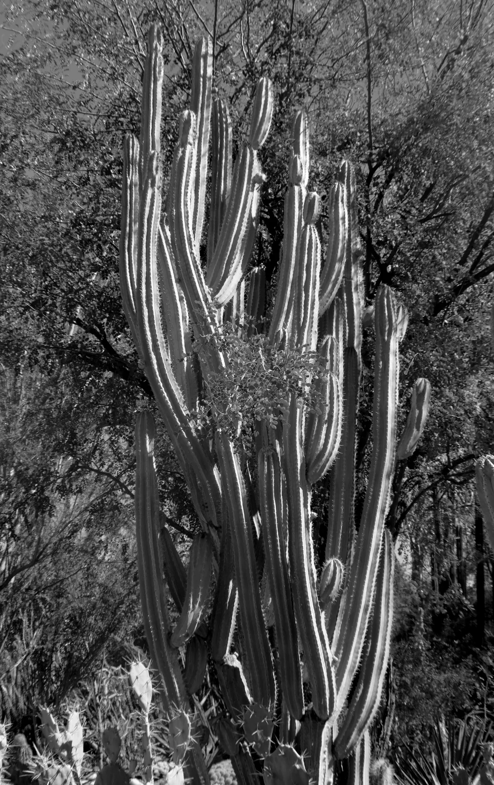 cacus_tree.jpg