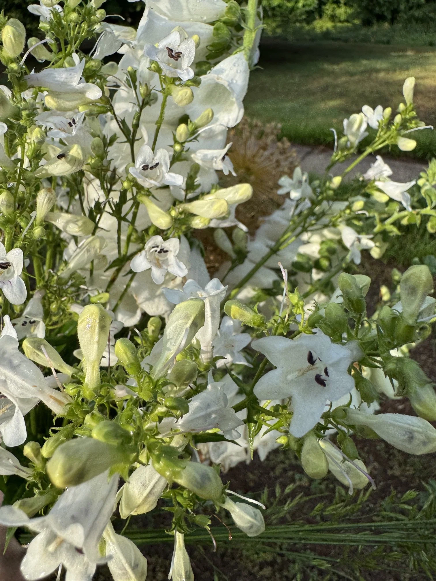 A week in the Garden, 5/17-5/22