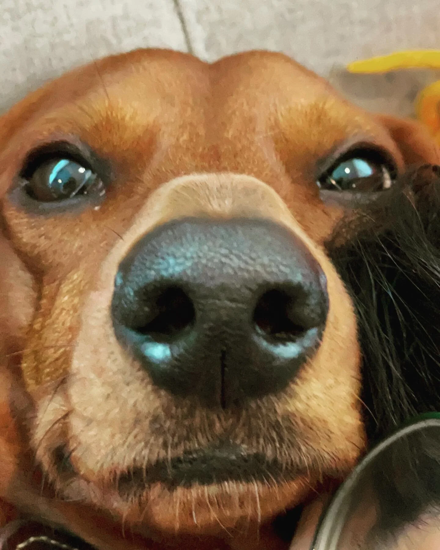 Boop