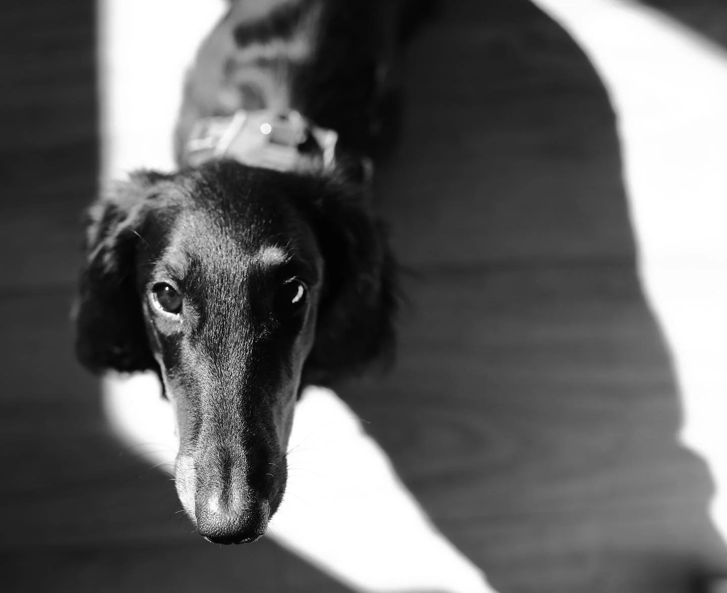 Dark side of the boop