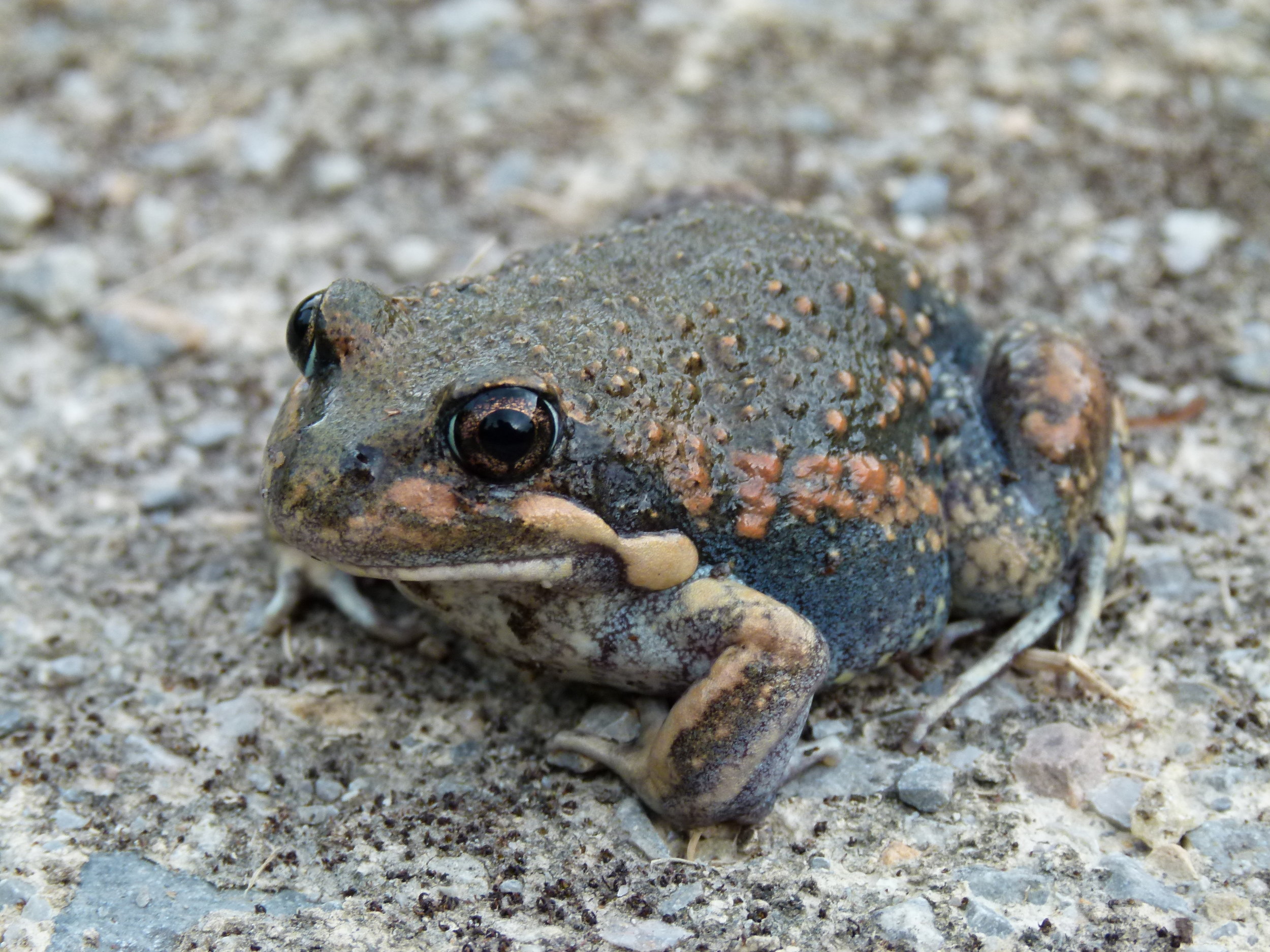 Pobblebonk Frog -Limnodynastes dumerili_Natasha Lappin.JPG