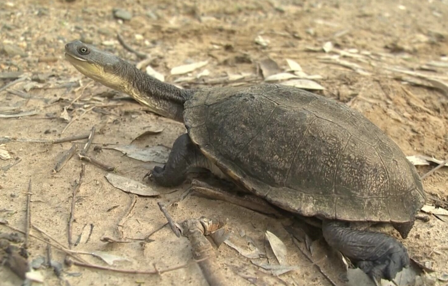 Australian Freshwater Turtles in the Corowa Region NSW