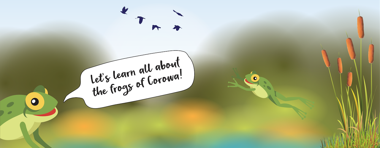 Hop into Frogs- A teaching resource about frogs and wetlands in the Corowa district