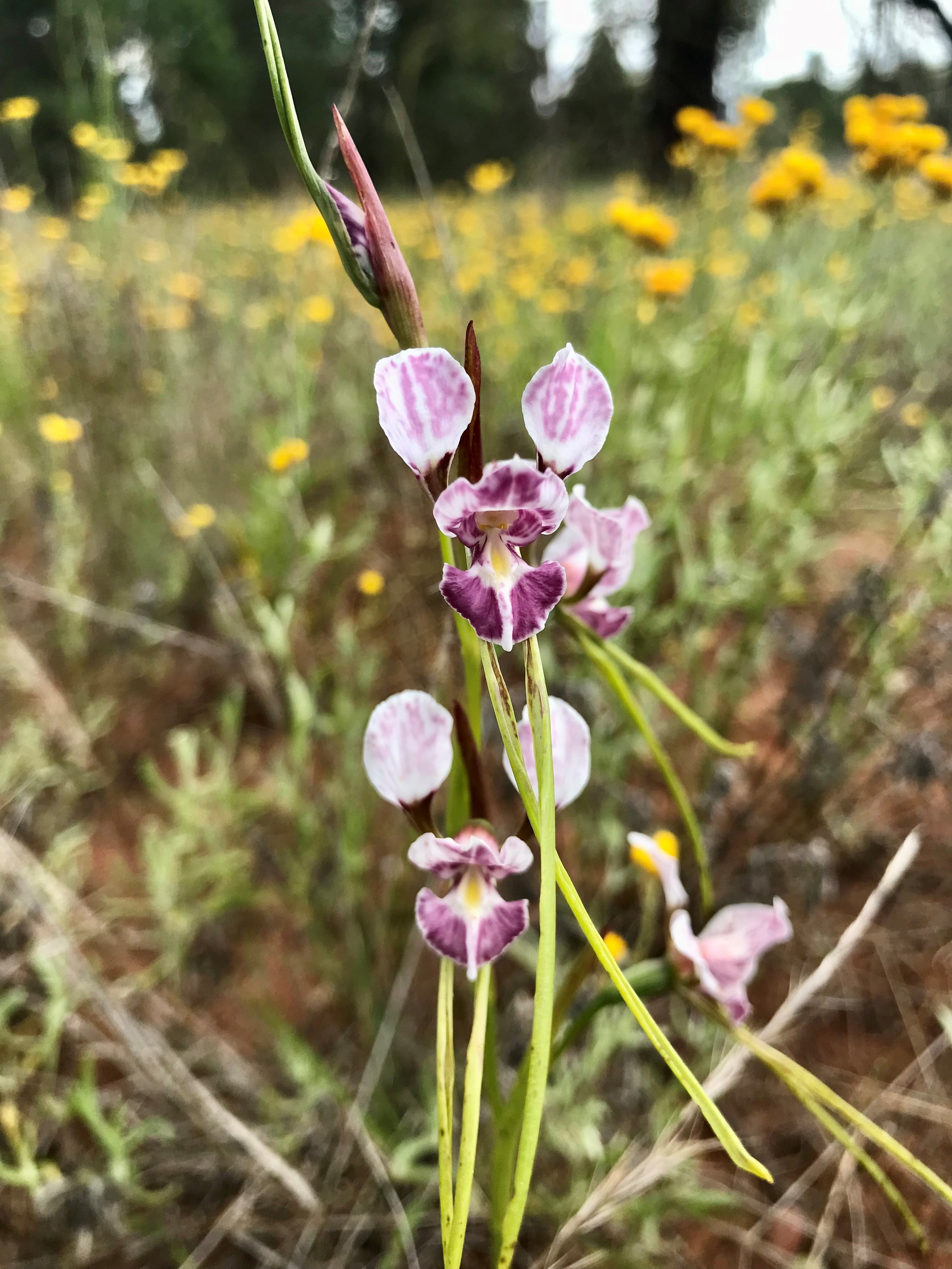oaklands Orchid 5.jpg