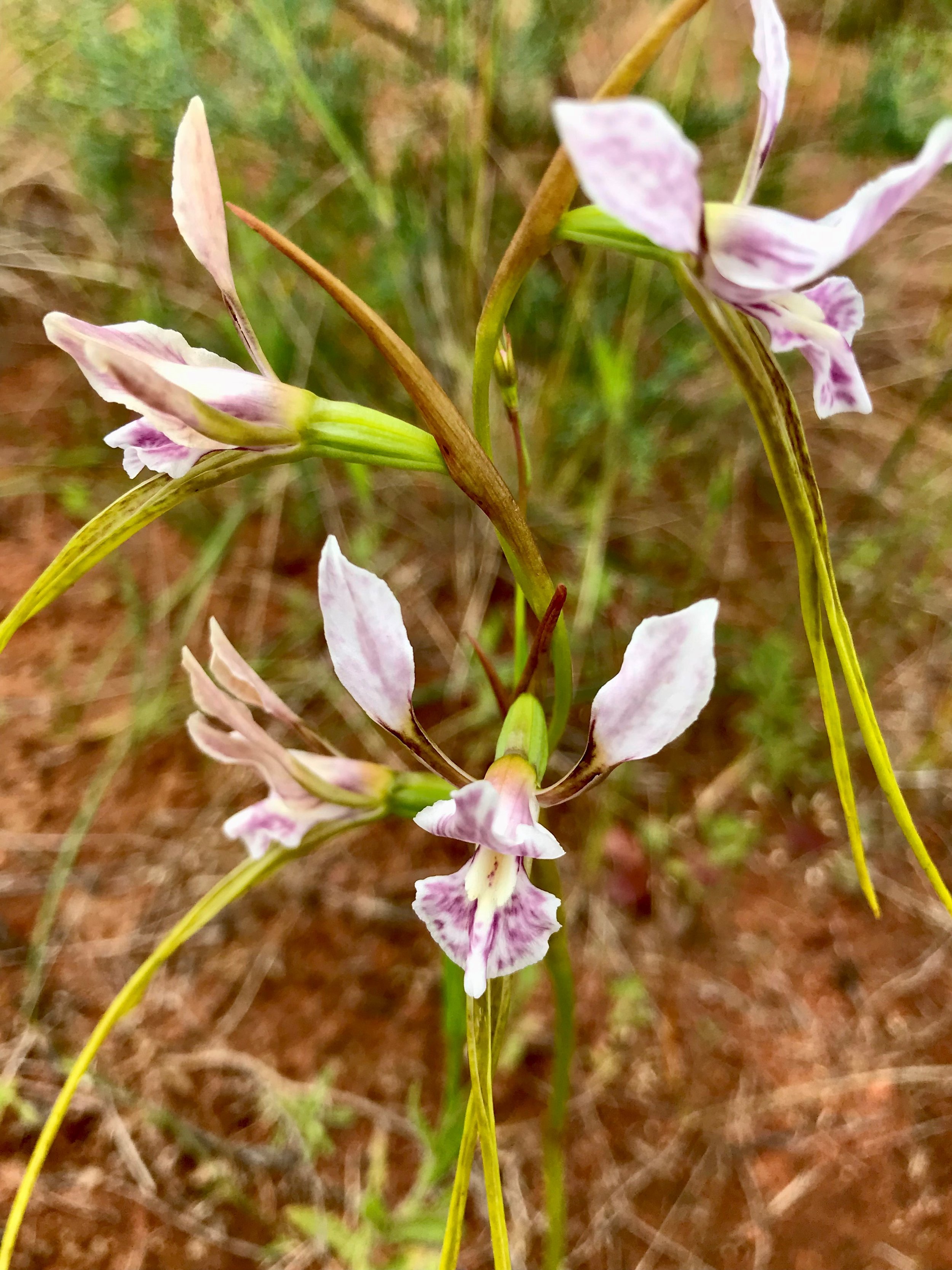 oaklands Orchid 4.jpg