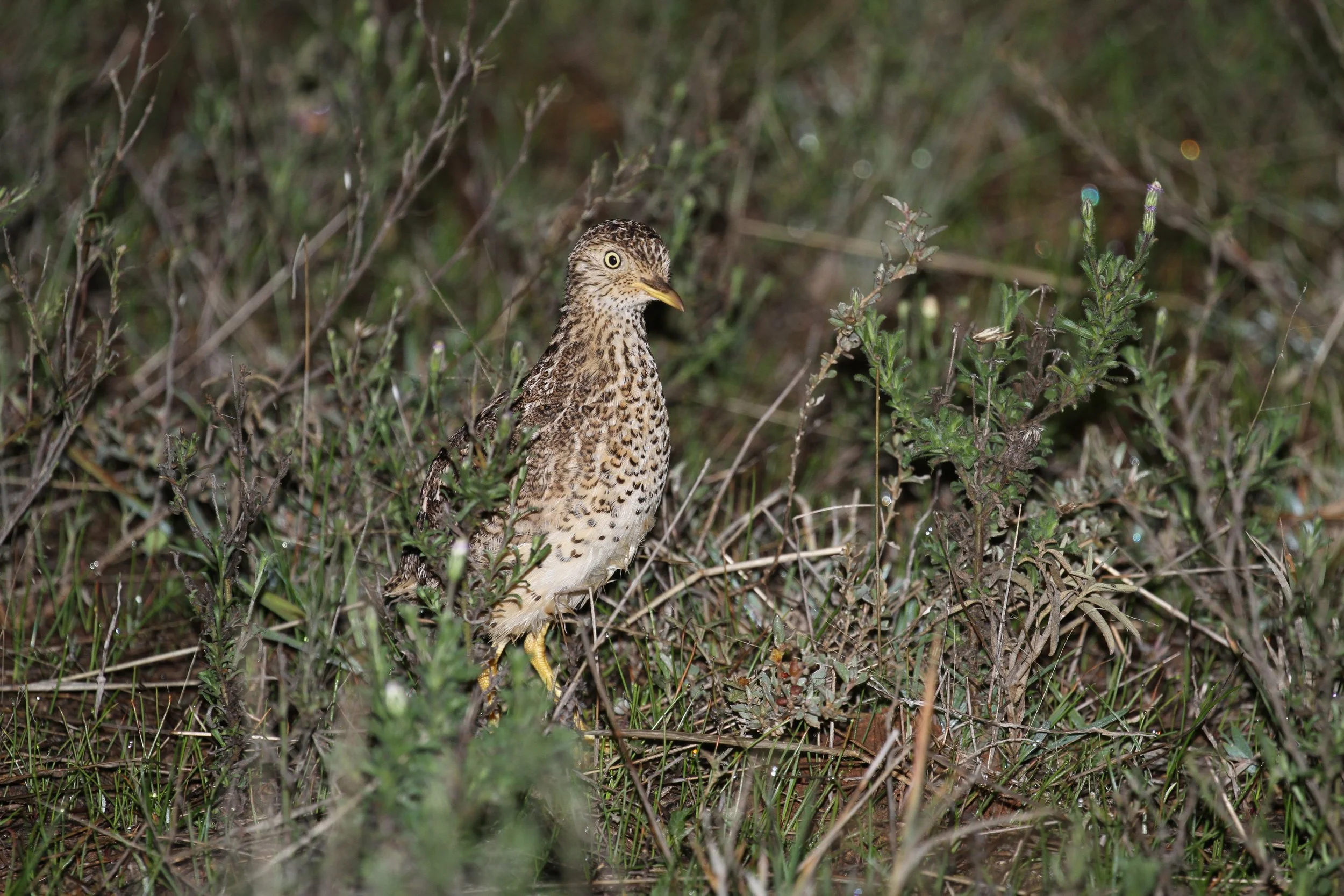 Guarding the Grasslands: Native Grass Identification &amp; Plains-wanderer Protection Field Day