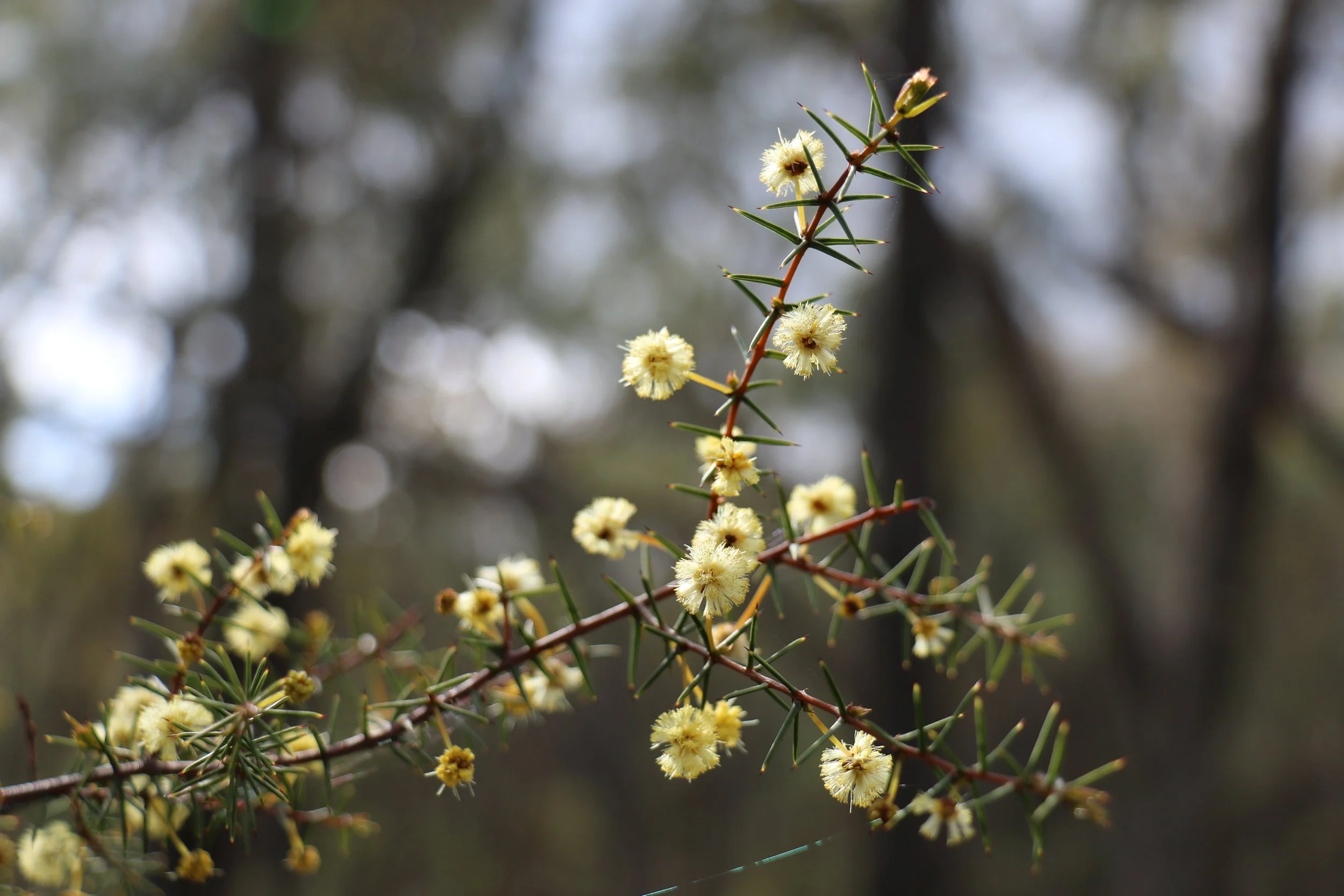 Native Plant Giveaway in Howlong