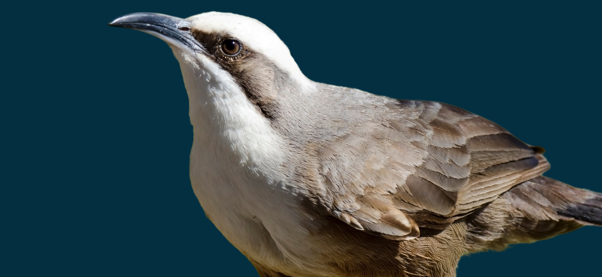 Conserving the Grey-crowned Babbler