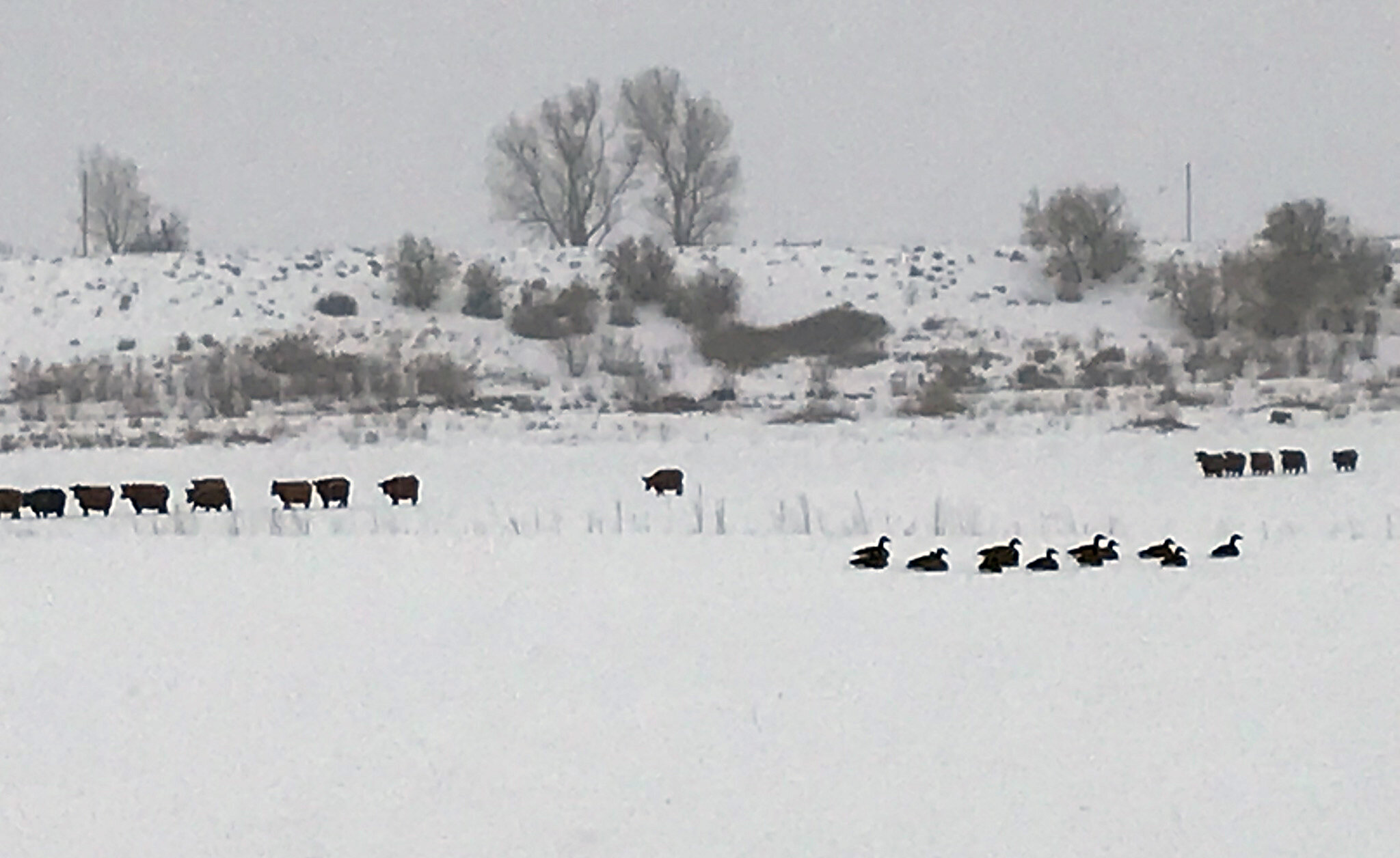 Winter Birds