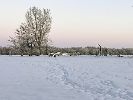 Mule Deer Wintering on the Ranch