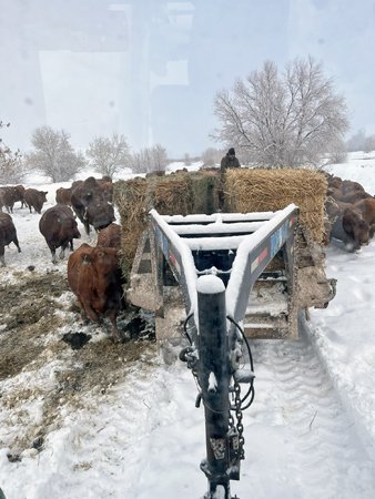 Feeding Cows Hay from the Trailer