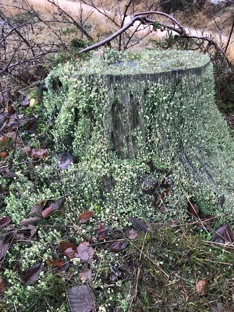 Winter - Marie-Louise van der Zwaag - Natuurcoaching - Wandelcoach - Sjamaan 2.jpeg