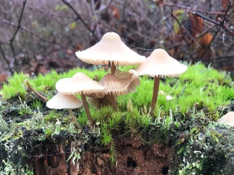 We Gaan De Rust En Stilte In 