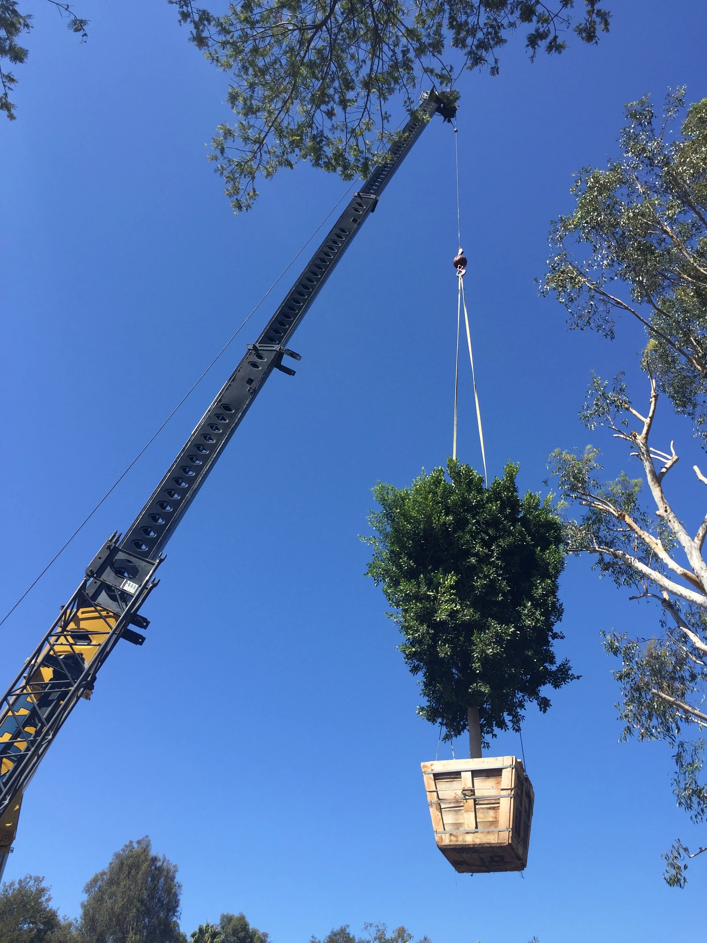 Lance Phone 3599.JPG