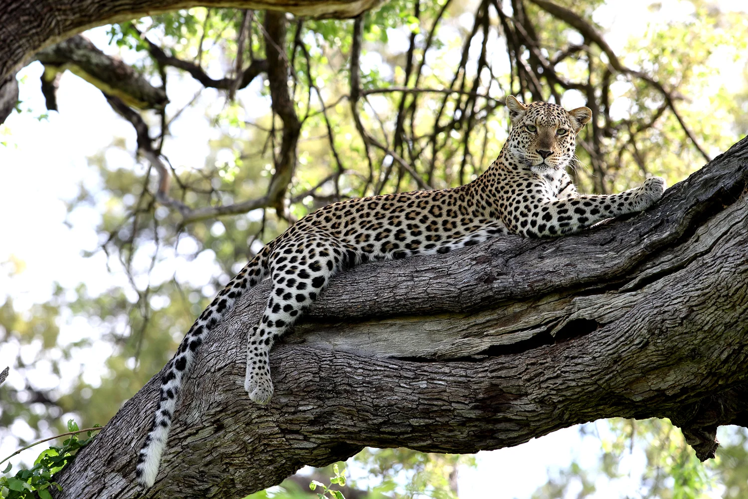 Wildlife---JBG_065.jpg