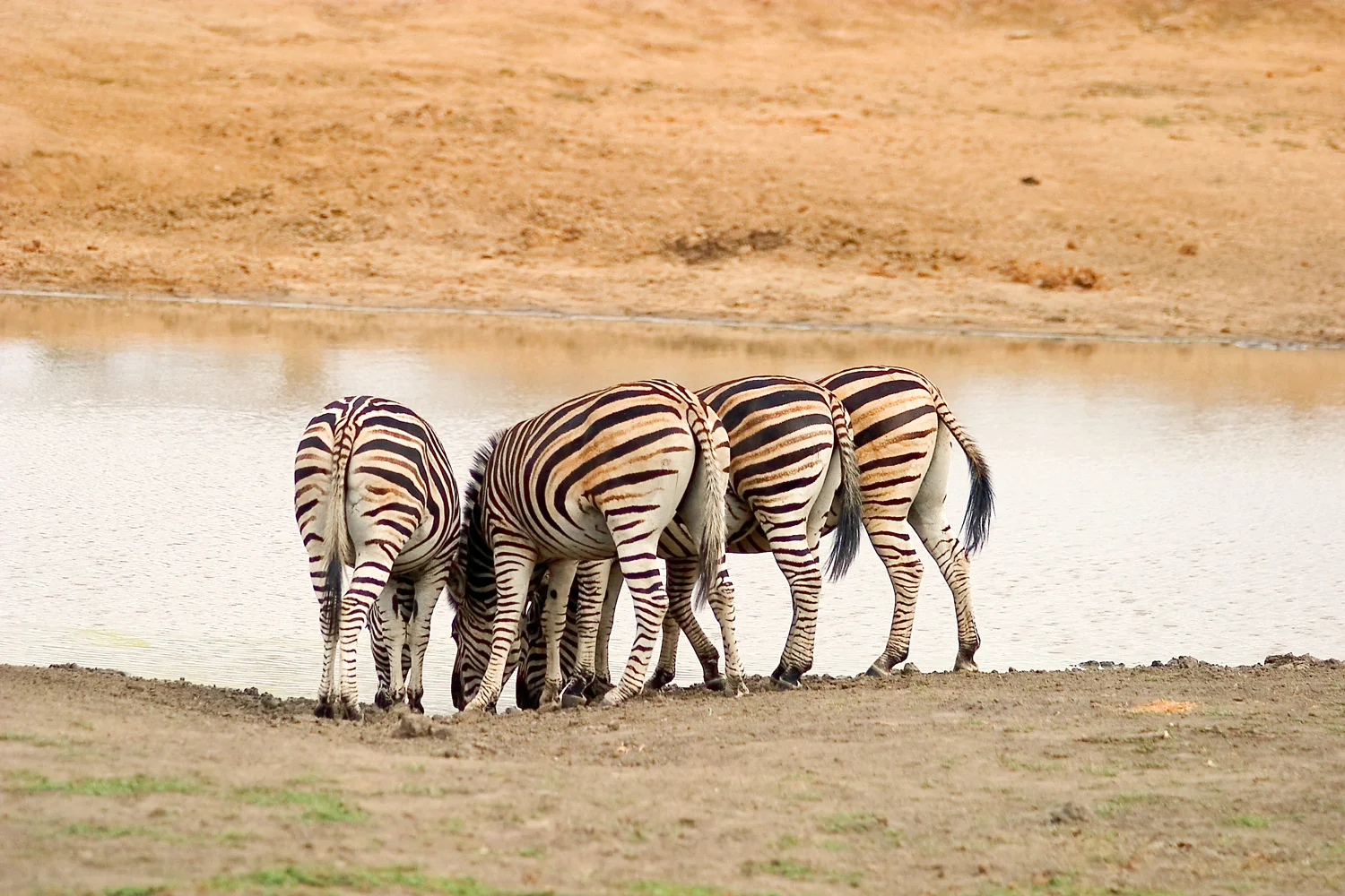 Wildlife_theme-wildlife.jpg