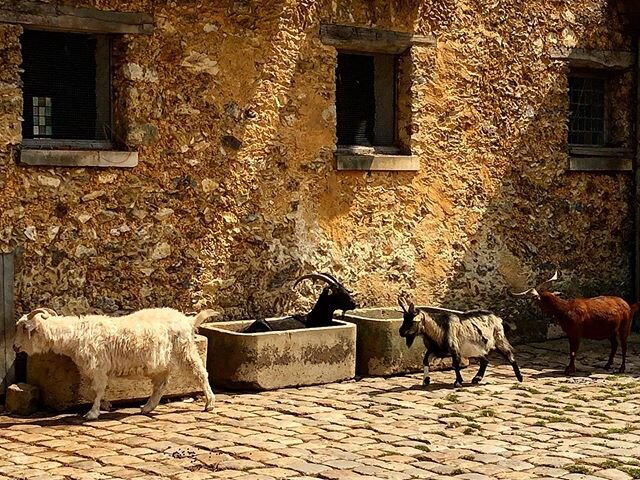 And then there was one...#bucolic #lehameaudelareine #goats #goatsofinstagram #chevres #adayout