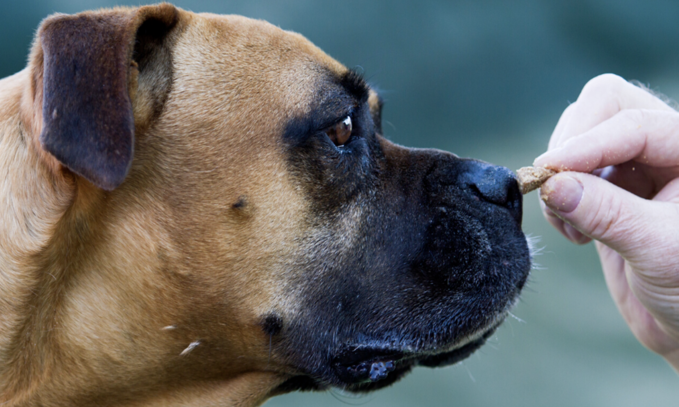 What Dog Training Methods Actually Work?