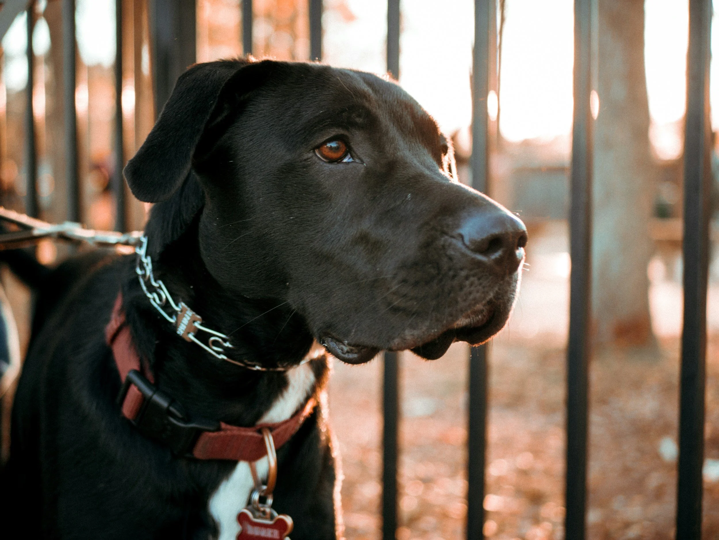 Are prong collars safe and humane? Or cruel and unethical?