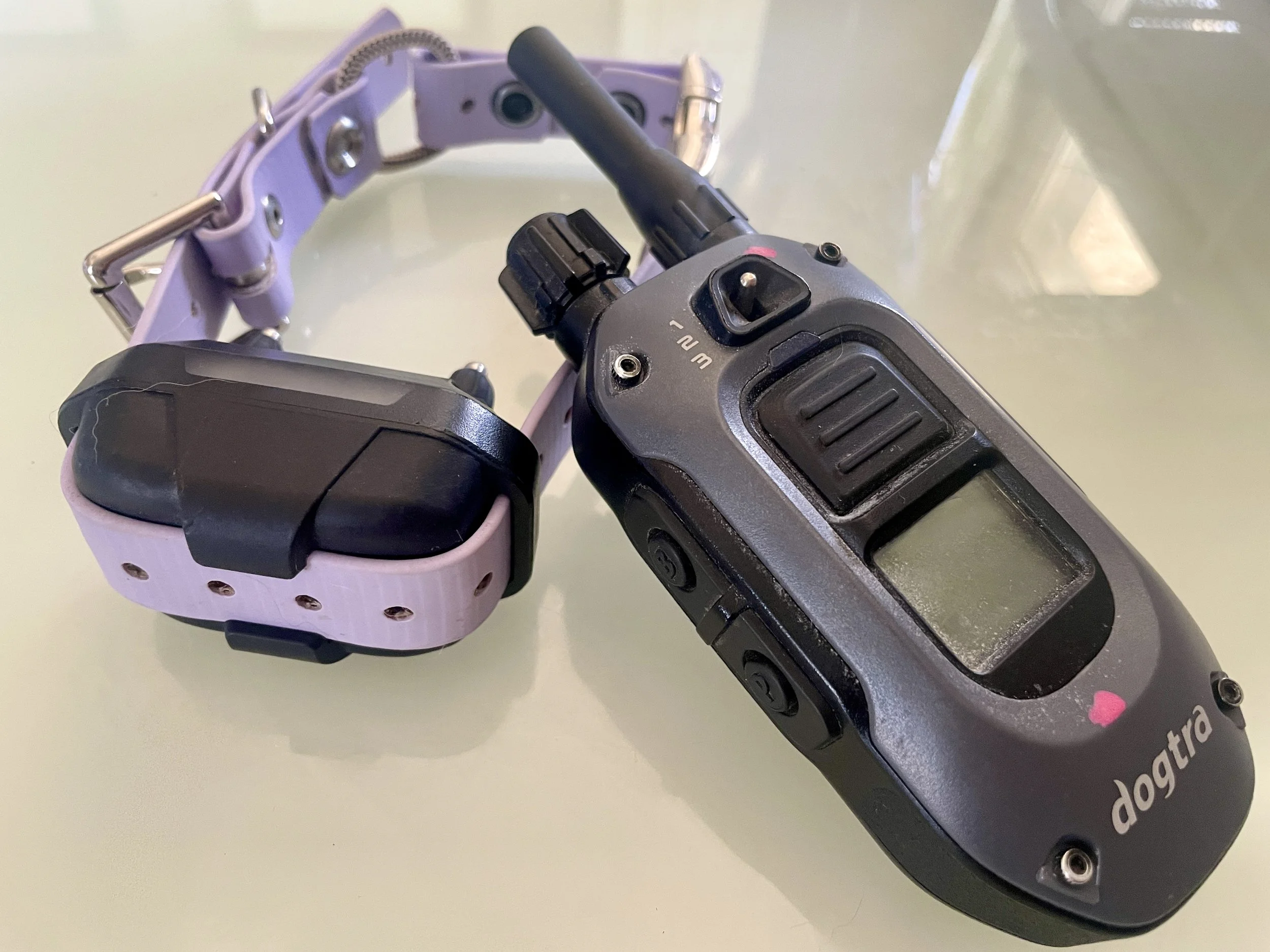Are E-Collars Cruel? Should I Use One on my Dog?