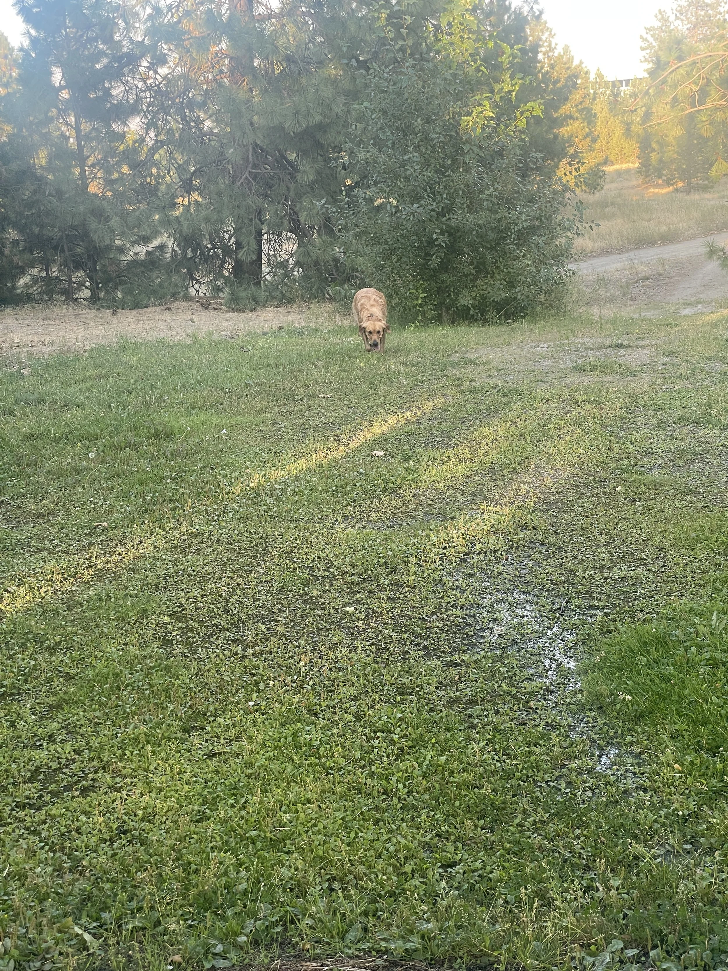 A dog walking on a grassy path in a wooded area during sunset.