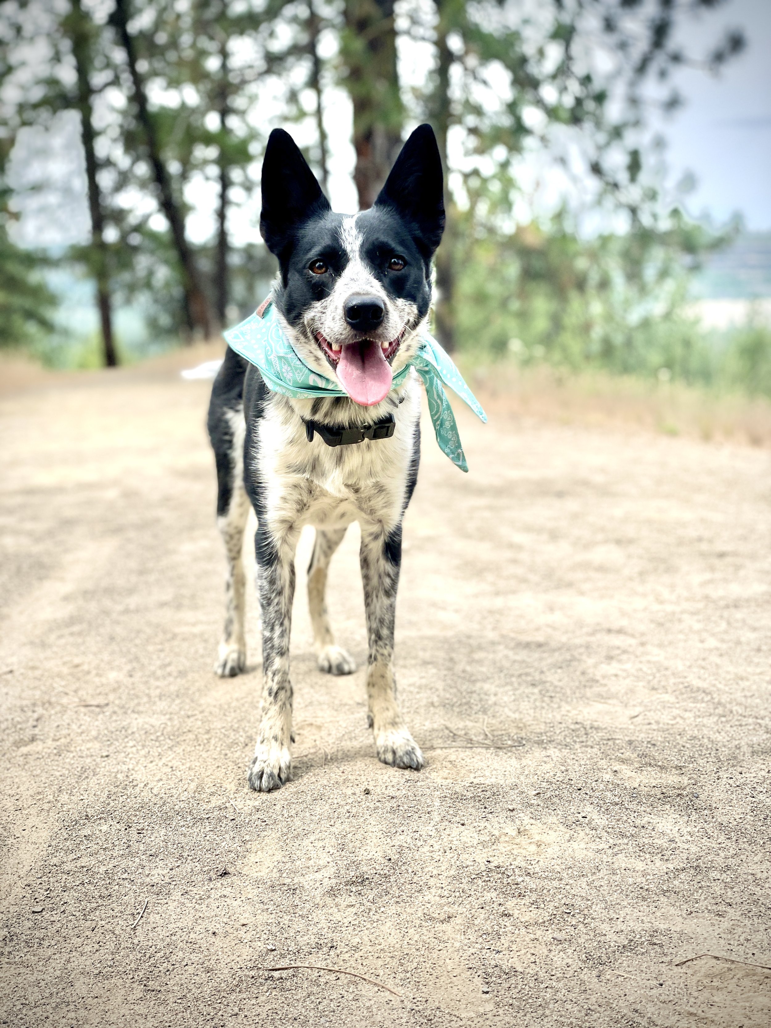 Smiling black and white dog with a teal bandana standing on sandy ground outdoors, with trees in the background.