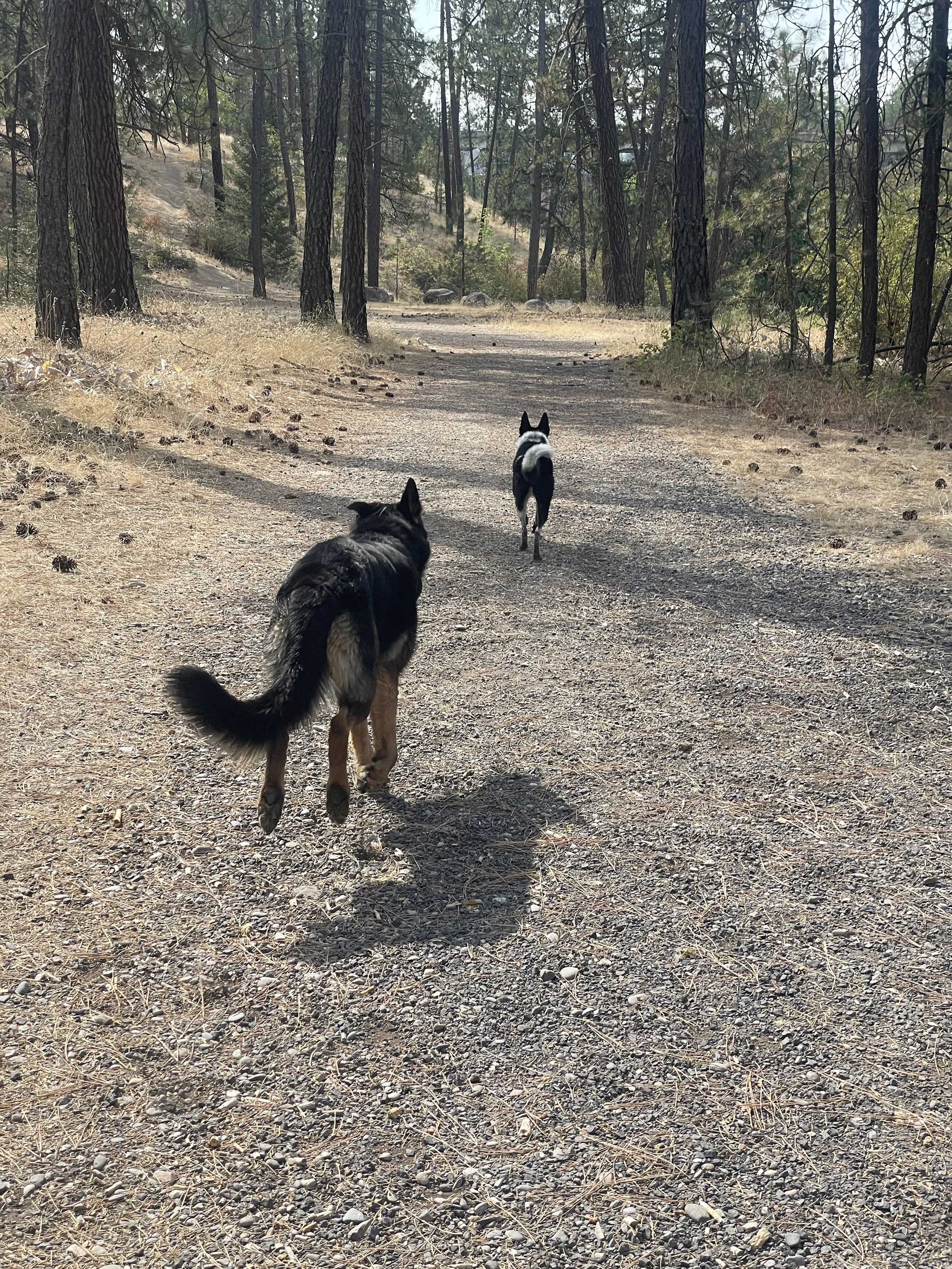 A German shepherd and a border collie run down a dirt trail through a forest, away from the camera.