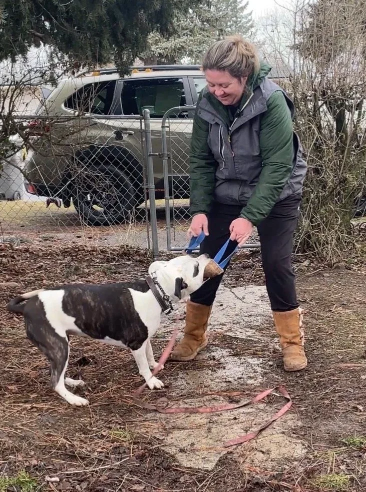 A woman playing tug-of-war with a black and white dog outside with a vehicle and trees in the background.