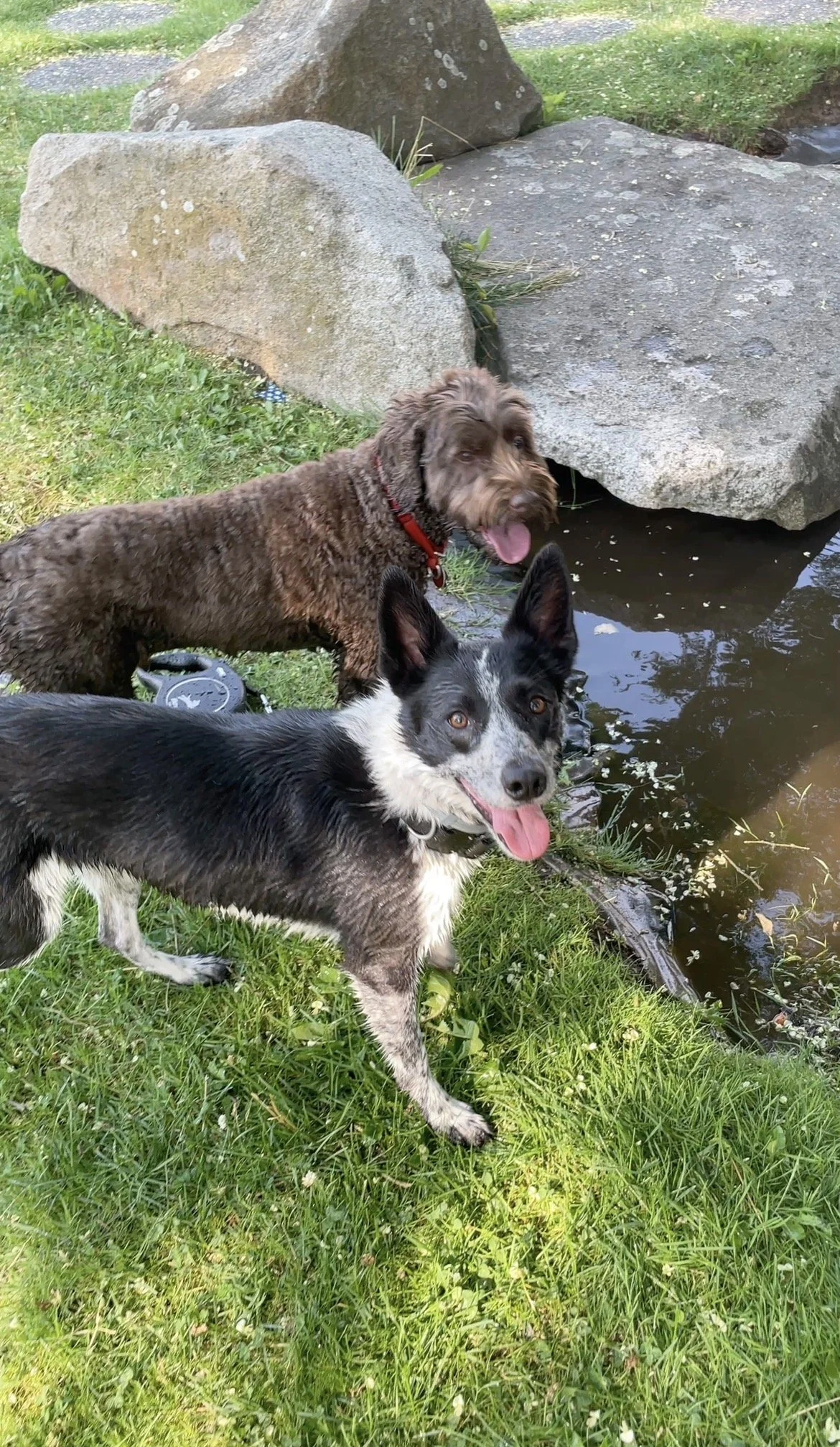 A black and white border collie and a brown, medium-sized poodle mix stand side by side at the edge of a pond