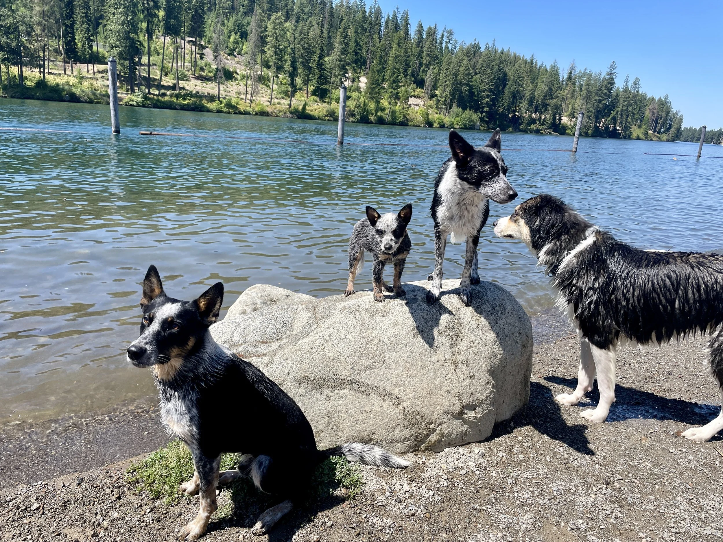 Four dogs by a lakeshore with trees in the background, some standing on a large rock near the water and one sitting on the beach.