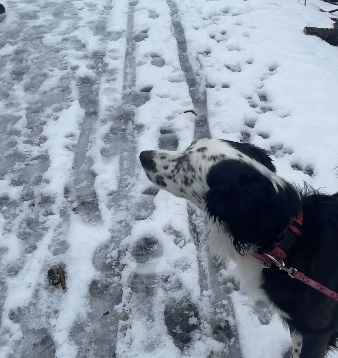 Black and white dog with a pink collar on snowy icy ground with tracks and footprints